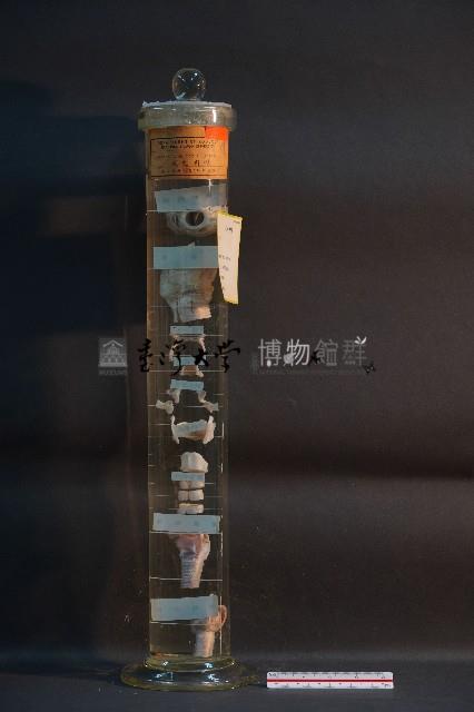 犬的咽喉藏品圖，第1張