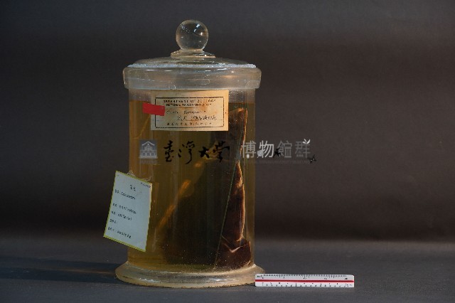 家犬(頭部縱切面)藏品圖，第1張