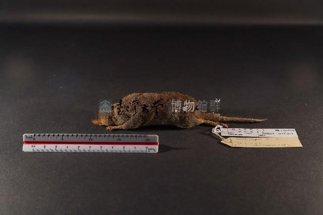 臭鼩藏品圖，第1張