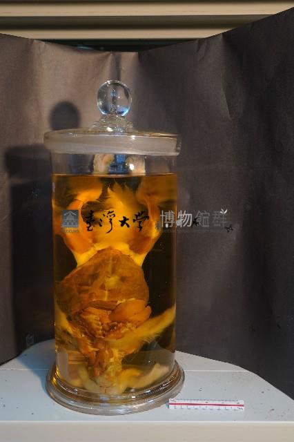 兔的解剖藏品圖，第1張