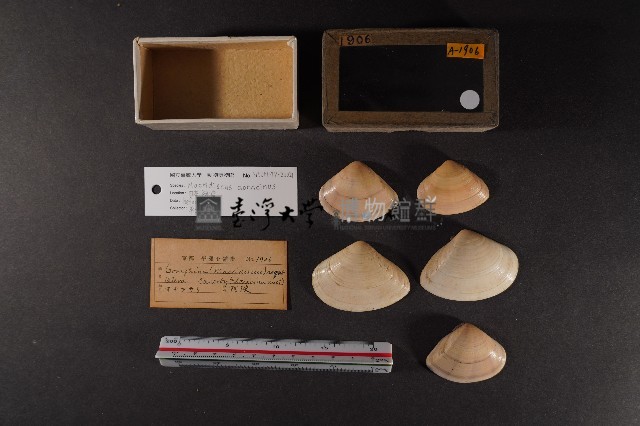 半布目淺蛤藏品圖，第1張