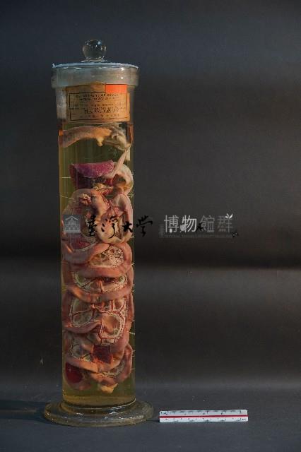 貓之消化系統解剖藏品圖，第1張