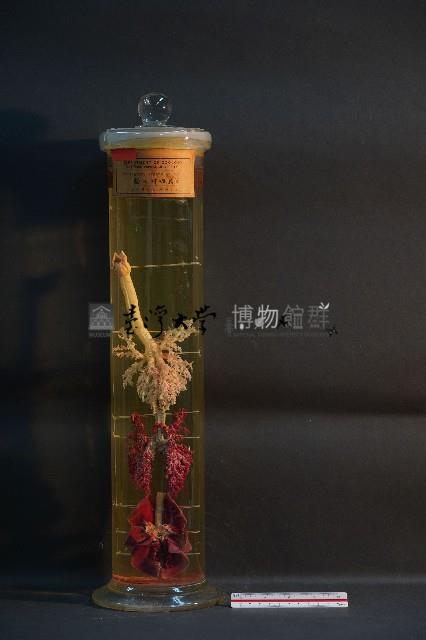 貓之呼吸器官/ 肺臟(貓) (解剖色素注射)藏品圖，第1張