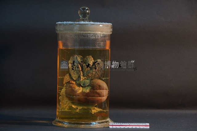 哺乳類胃及肝藏品圖，第1張