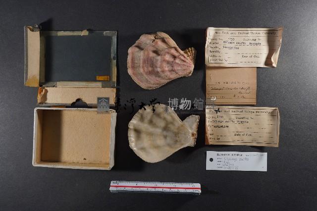 北海道海扇蛤藏品圖，第1張