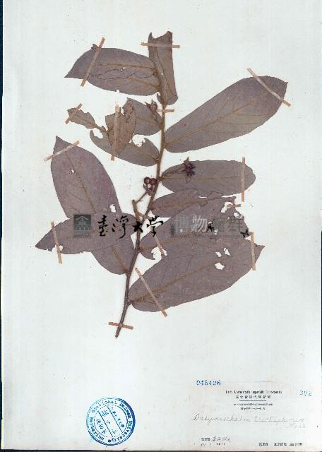 皂帽花藏品圖，第1張