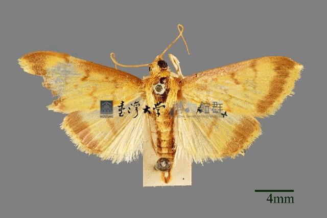 螟蛾藏品圖，第1張