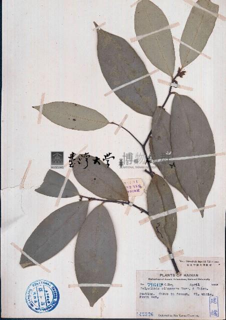 海島木藏品圖，第1張