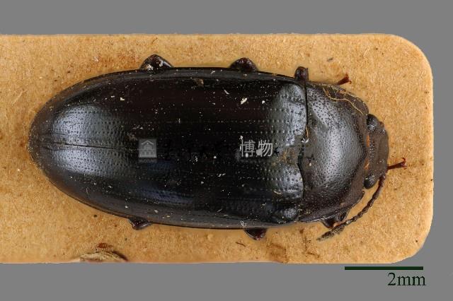 大蕈蟲藏品圖，第1張