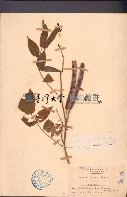 草決明藏品圖，第1張