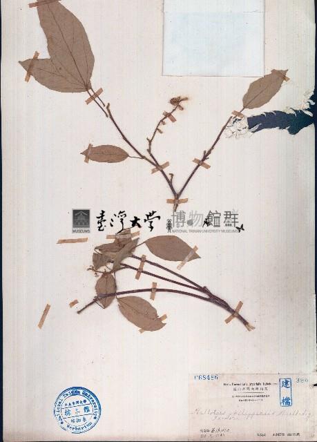 粗糠柴藏品圖，第1張