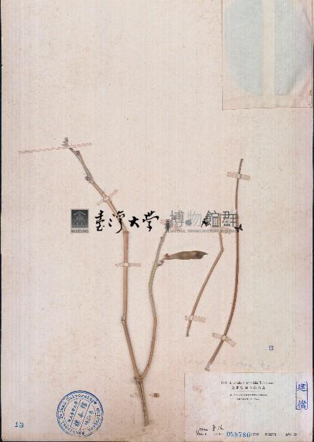 濱刀豆藏品圖，第1張