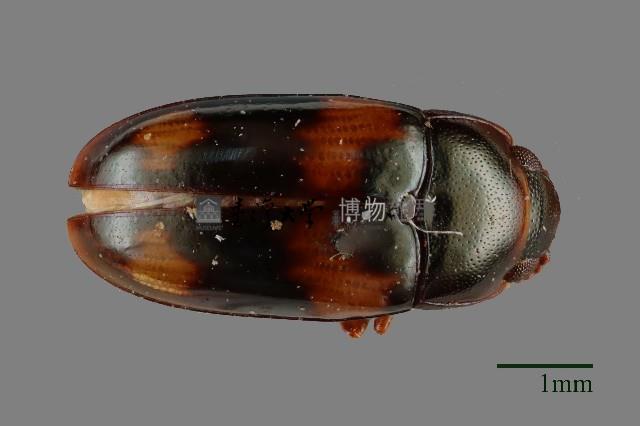 大蕈蟲藏品圖，第1張