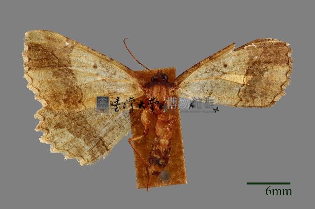 尺蛾藏品圖，第1張