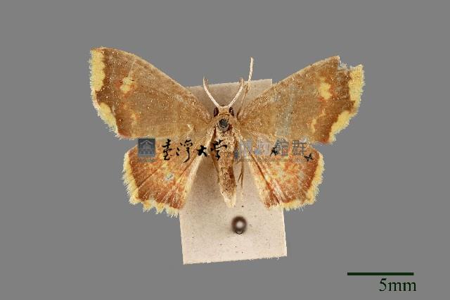黃緣尖角波尺蛾藏品圖，第1張