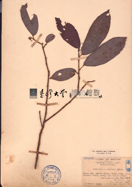 粗毛野桐藏品圖，第1張