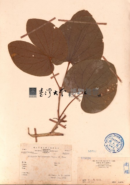海南羊蹄甲藏品圖，第1張