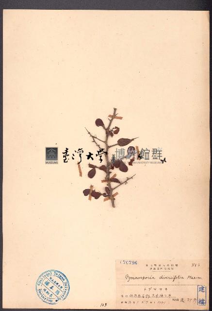 刺裸實、北仲藏品圖，第1張