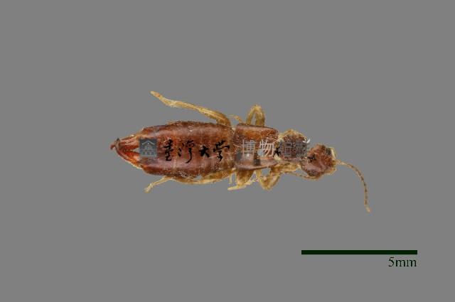 蠼螋藏品圖，第1張