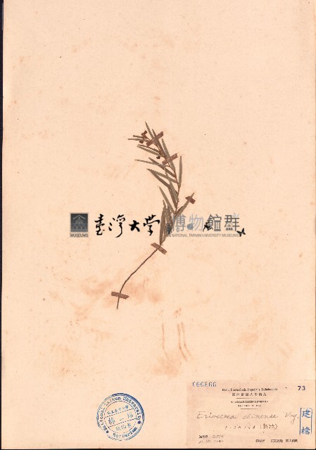 豬仔笠藏品圖，第1張