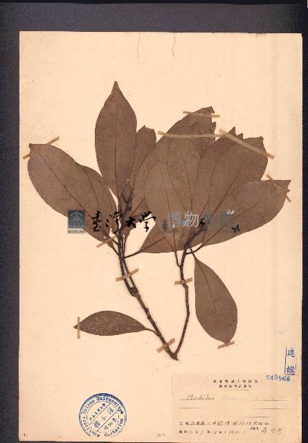 红楠、豬腳楠藏品圖，第1張