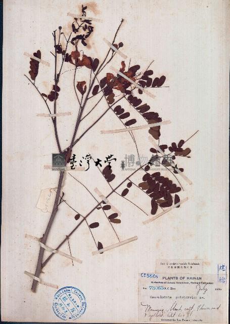 黃蝴蝶藏品圖，第1張