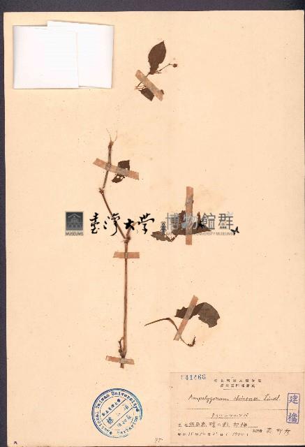 火炭母草藏品圖，第1張