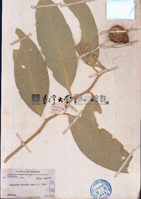 小刺山柑藏品圖，第1張