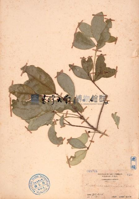 小盤木藏品圖，第1張