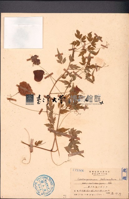 倒地鈴藏品圖，第1張