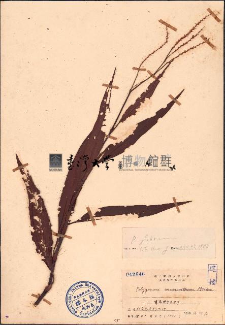 蠶繭草、蠶繭蓼藏品圖，第1張