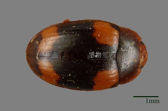 花甲藏品圖，第1張