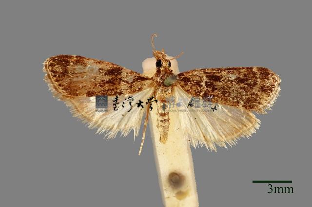 螟蛾藏品圖，第1張