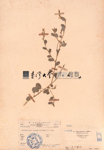 刺莢木藍藏品圖，第1張
