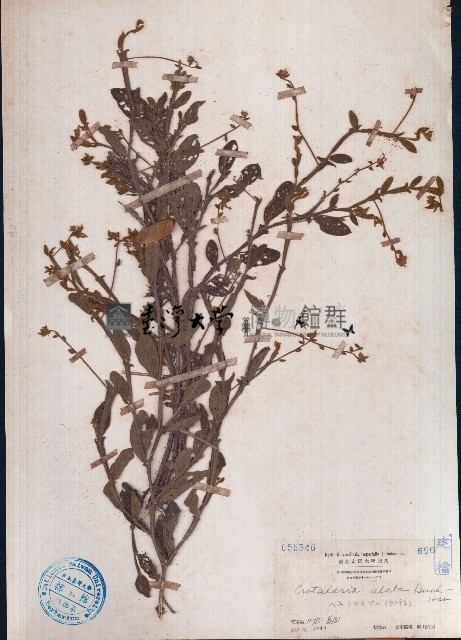 翼莖野百合藏品圖，第1張