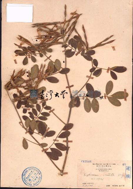 黄灰毛豆、黄毛灰葉藏品圖，第1張