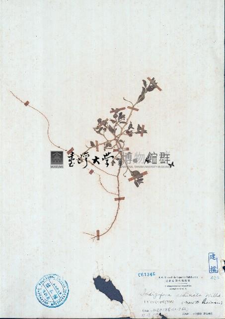 刺莢木藍藏品圖，第1張