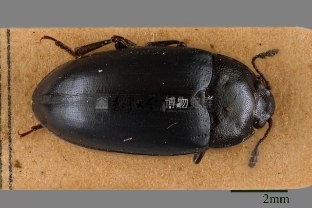 大蕈蟲藏品圖，第1張