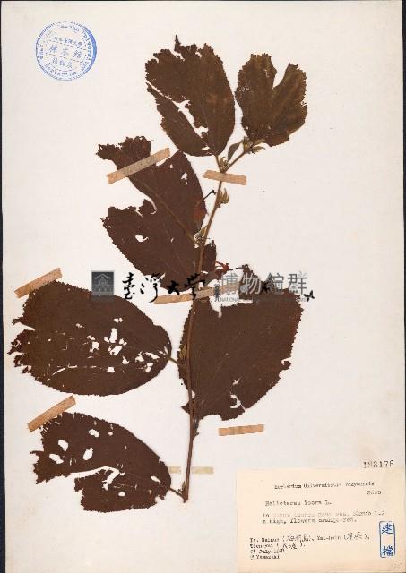 扭蒴山芝麻藏品圖，第1張