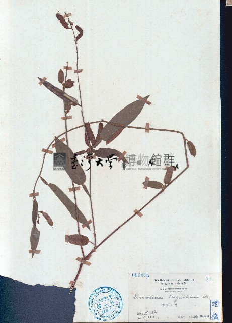 葫蘆茶藏品圖，第1張