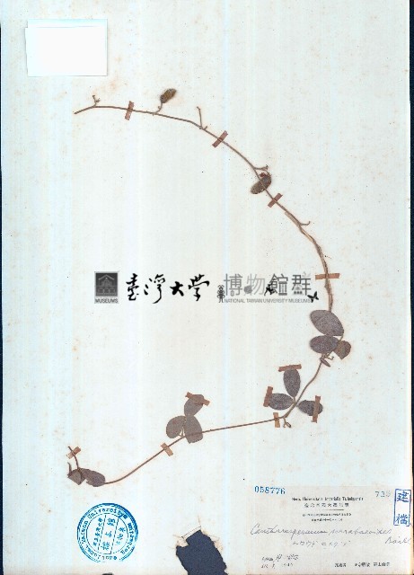 蔓蟲豆藏品圖，第1張