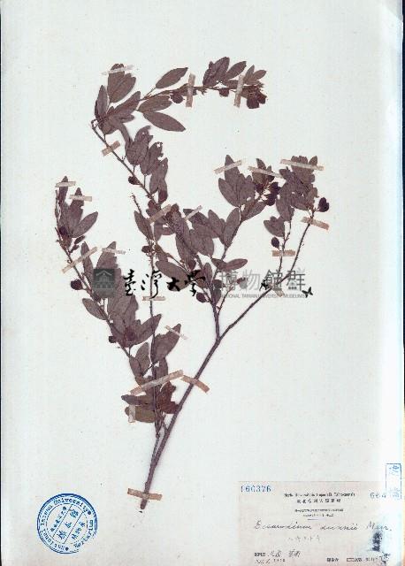 單節假木豆藏品圖，第1張