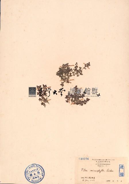 小葉冷水麻藏品圖，第1張