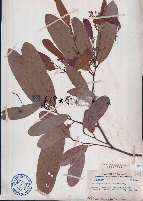 瓜馥木藏品圖，第1張