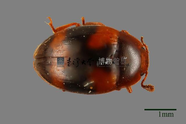 花甲藏品圖，第1張