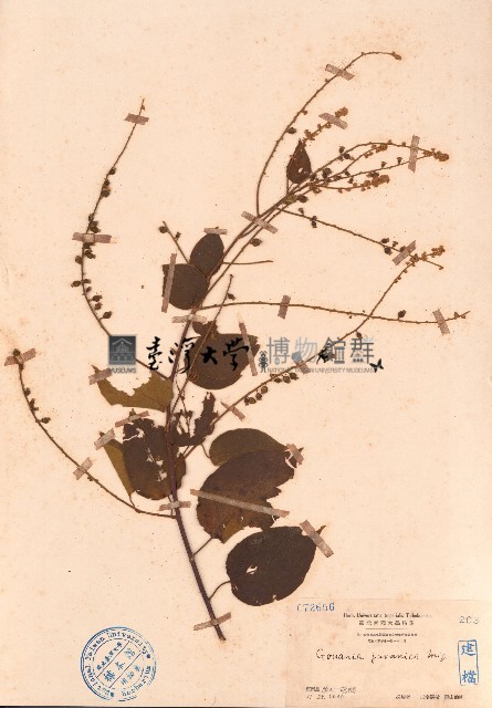 毛咀簽藏品圖，第1張