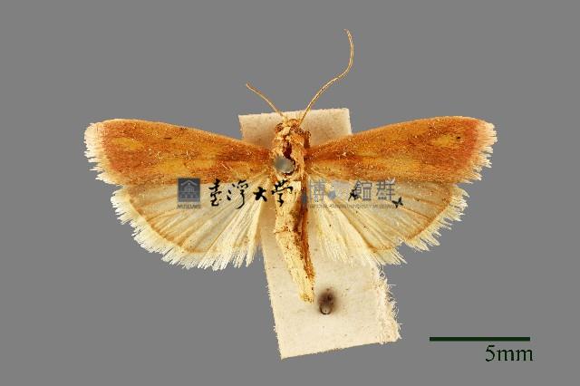 螟蛾藏品圖，第1張