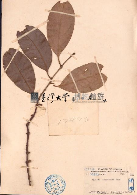 闊葉五層龍藏品圖，第1張