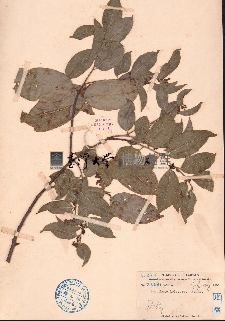 光果翼核木藏品圖，第1張