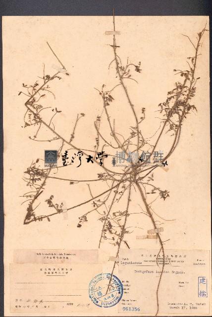 三葉木藍藏品圖，第1張